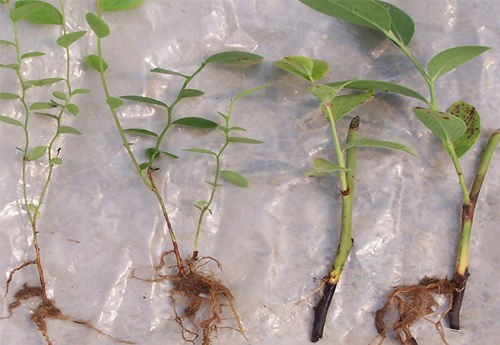 藍莓苗木及品種的選擇