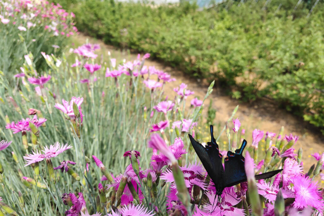 2019莊園美景賞析