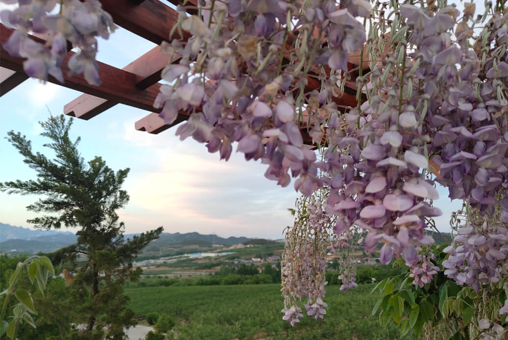 2019莊園美景賞析